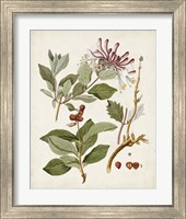 Framed 'Vintage Flowering Trees III' border=