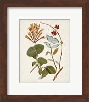 Framed 'Vintage Flowering Trees IV' border=