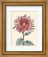 Framed Chrysanthemum Woodblock I