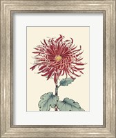Framed Chrysanthemum Woodblock I