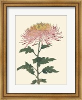 Framed Chrysanthemum Woodblock II
