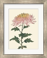 Framed Chrysanthemum Woodblock II