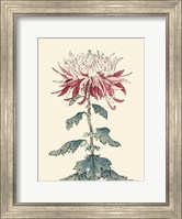Framed Chrysanthemum Woodblock III
