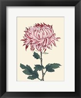 Framed Chrysanthemum Woodblock IV