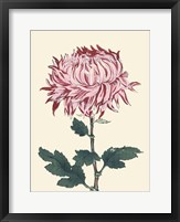 Framed Chrysanthemum Woodblock IV