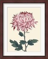 Framed Chrysanthemum Woodblock IV