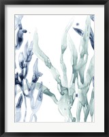 Framed Blue Kelp II