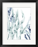 Blue Kelp III Framed Print