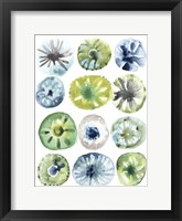 Sea Urchin Assortment I Framed Print