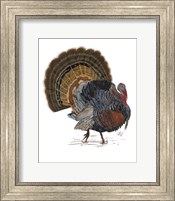 Framed Turkey Study I