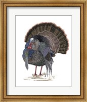 Framed Turkey Study II