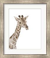 Framed Safari Animal Portraits II