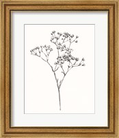 Framed 'Wild Bloom Sketch I' border=