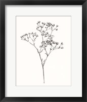 Framed 'Wild Bloom Sketch I' border=