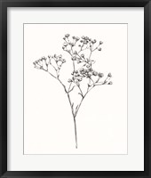 Wild Bloom Sketch I Framed Print