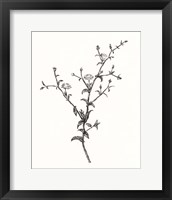 Framed 'Wild Bloom Sketch II' border=