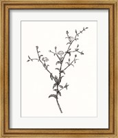 Framed Wild Bloom Sketch II