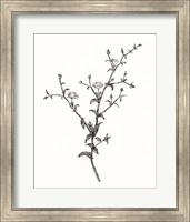 Framed Wild Bloom Sketch II