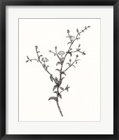 Wild Bloom Sketch II Framed Print