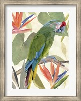 Framed Tropical Parrot Composition I