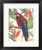 Framed Tropical Parrot Composition II