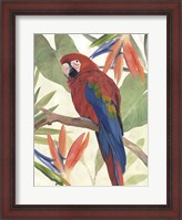 Framed Tropical Parrot Composition II