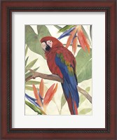 Framed Tropical Parrot Composition II