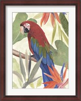 Framed Tropical Parrot Composition III