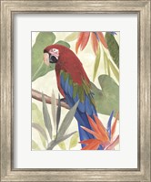 Framed Tropical Parrot Composition III