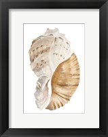 Framed Seashell I