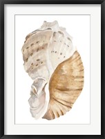 Framed Seashell I
