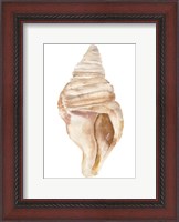 Framed Seashell II