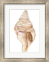 Framed Seashell II