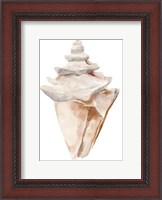 Framed Seashell III