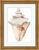 Framed Seashell III