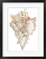 Framed Seashell IV