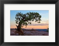 Framed Ancient Tree