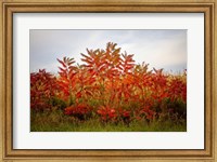 Framed Autumn Sumac