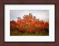 Framed Autumn Sumac