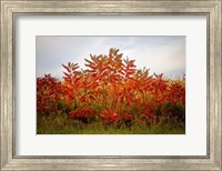 Framed Autumn Sumac