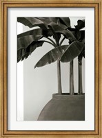 Framed Banana Trees