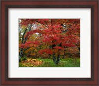 Framed Catskill Maple