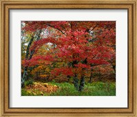 Framed Catskill Maple