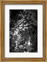 Framed Fruit of The Vine