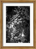 Framed Fruit of The Vine