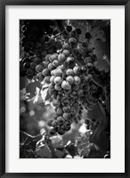 Framed Fruit of The Vine