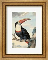 Framed Red-billed Toucan, c. 1748