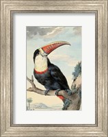 Framed Red-billed Toucan, c. 1748