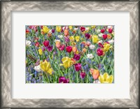 Framed Kuekenhof Tulips I