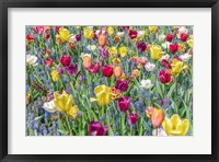 Framed Kuekenhof Tulips I